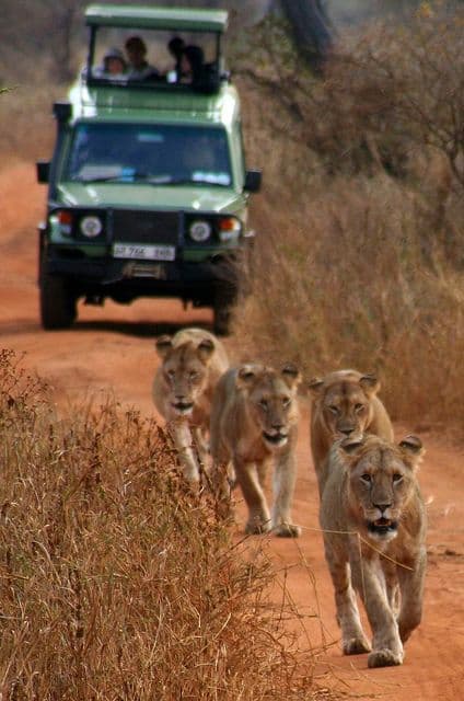 Nature & Lion Walk